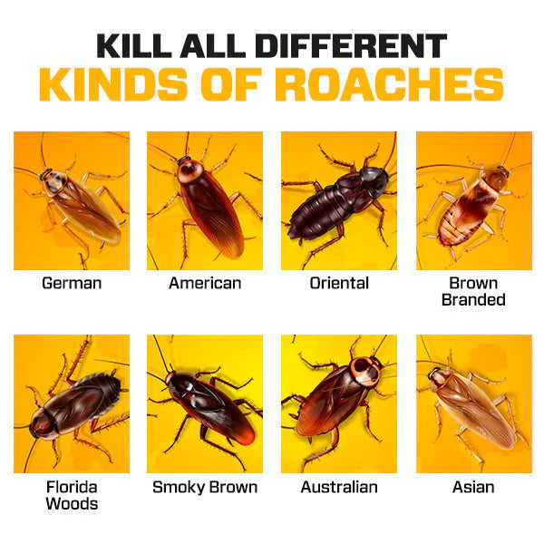 Cockroach Killer Gel - 🔥 Buy 1 Get 1 Free 🔥